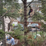 Top 5 Signs Your Tree Needs Professional Attention – nov 18