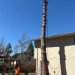 Tree Felling – Dec 1