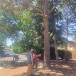 Pruning vs Removal – nov 12 