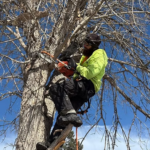 Pruning types – May 4
